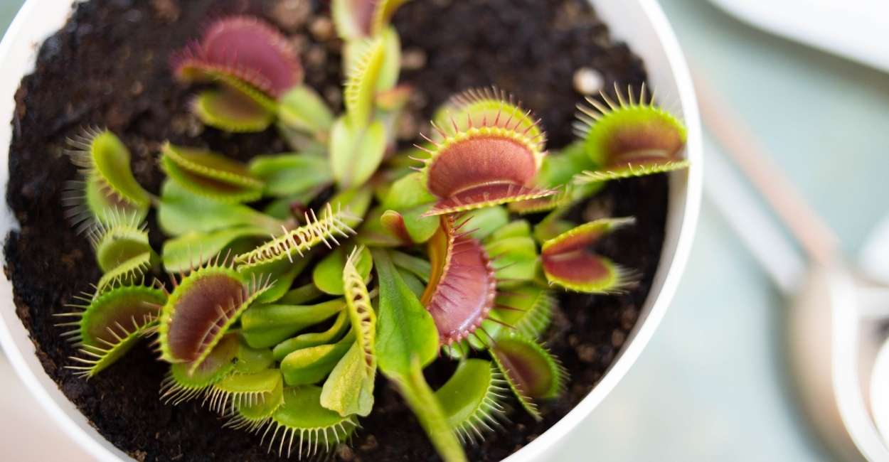 A Dream About Venus Flytrap - Does It Symbolize Temptation and the Need for Patience?