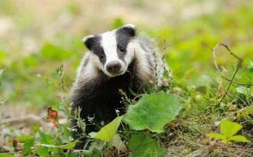 Dream of a Badger – It’s Time For You to Be Strong and Give Your Best!