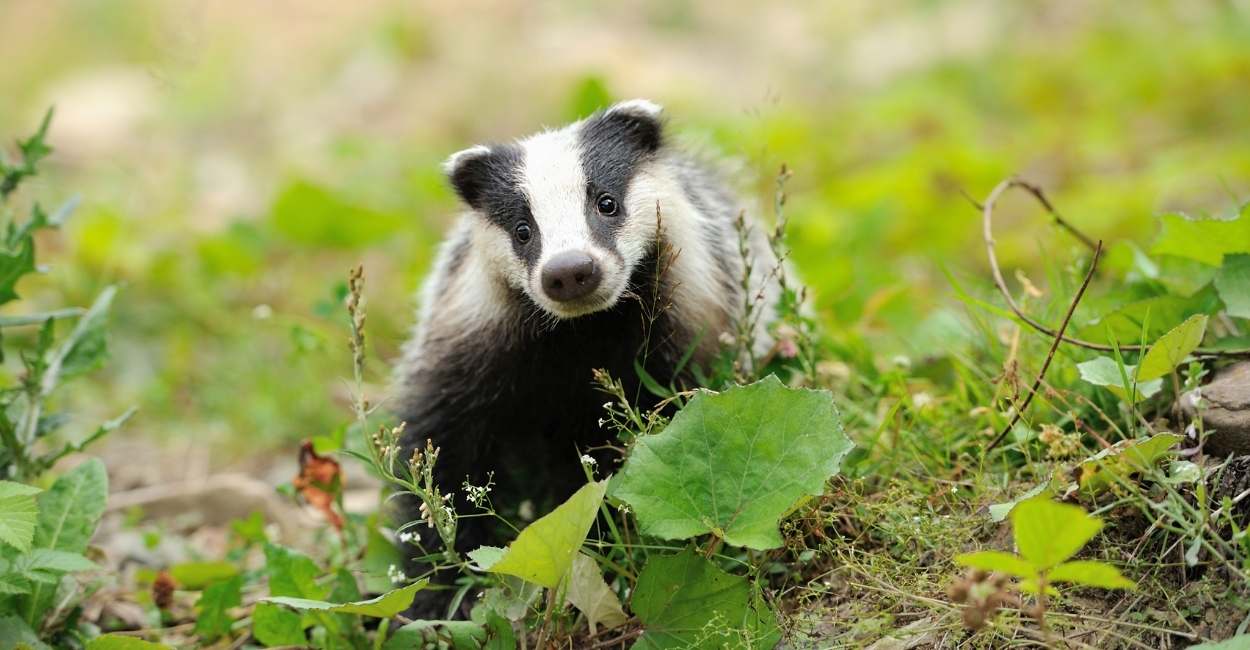 Dream of a Badger – It’s Time For You to Be Strong and Give Your Best!