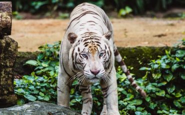 Dream of a White Tiger – Are New Opportunities Forthcoming?