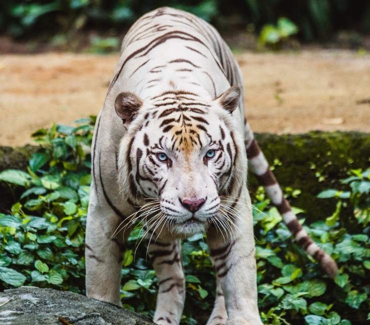 Dream of a White Tiger – 20 Scenarios & their Interpretations