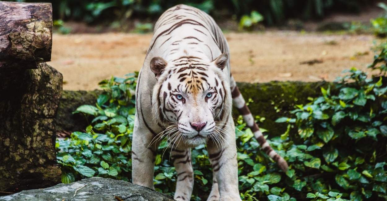Dream of a White Tiger – Are New Opportunities Forthcoming?