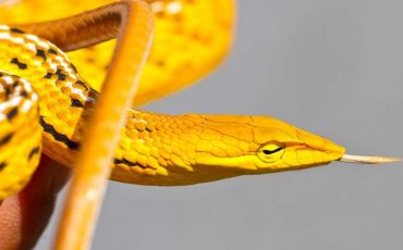 Dream of a Yellow Snake – This Suggests Good Luck is On the Way!