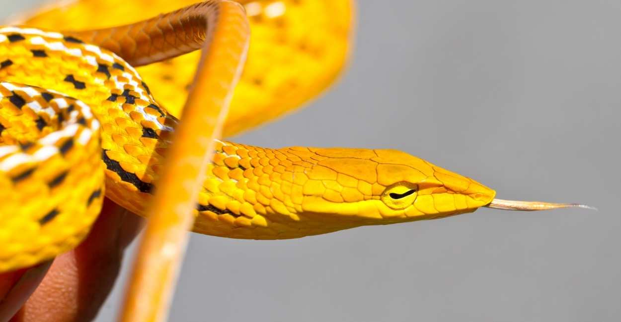 Dream of a Yellow Snake – This Suggests Good Luck is On the Way!
