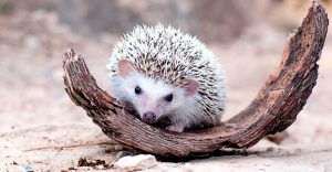 Dreaming Of Hedgehogs - A Sign of Protection From Ill-thinking