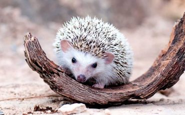 Dreaming Of Hedgehogs - A Sign of Protection From Ill-thinking