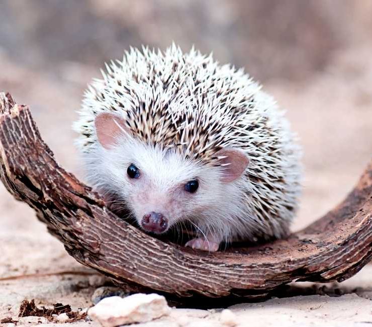 Dreaming Of Hedgehogs 36 Plots & Meanings