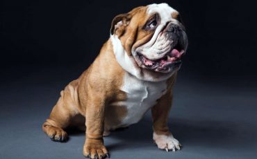 Dreaming about Bulldog - Is This About Demonstrating Loyalty and Courage?