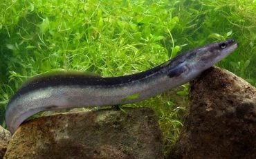 Dreaming about Eels - Does It Imply Fertility and Robust Defense?