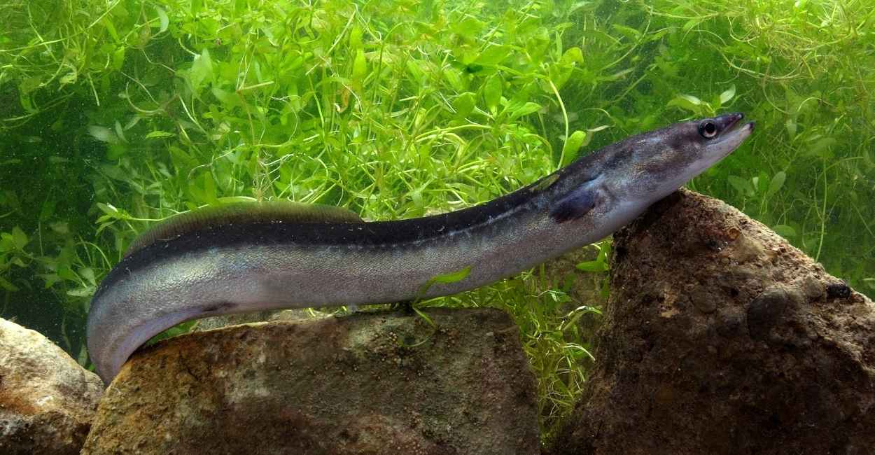 Dreaming about Eels - Does It Imply Fertility and Robust Defense?