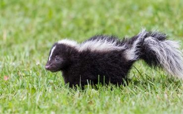 Dream About of A Skunk - Does It Carry Good or Bad Connotation?