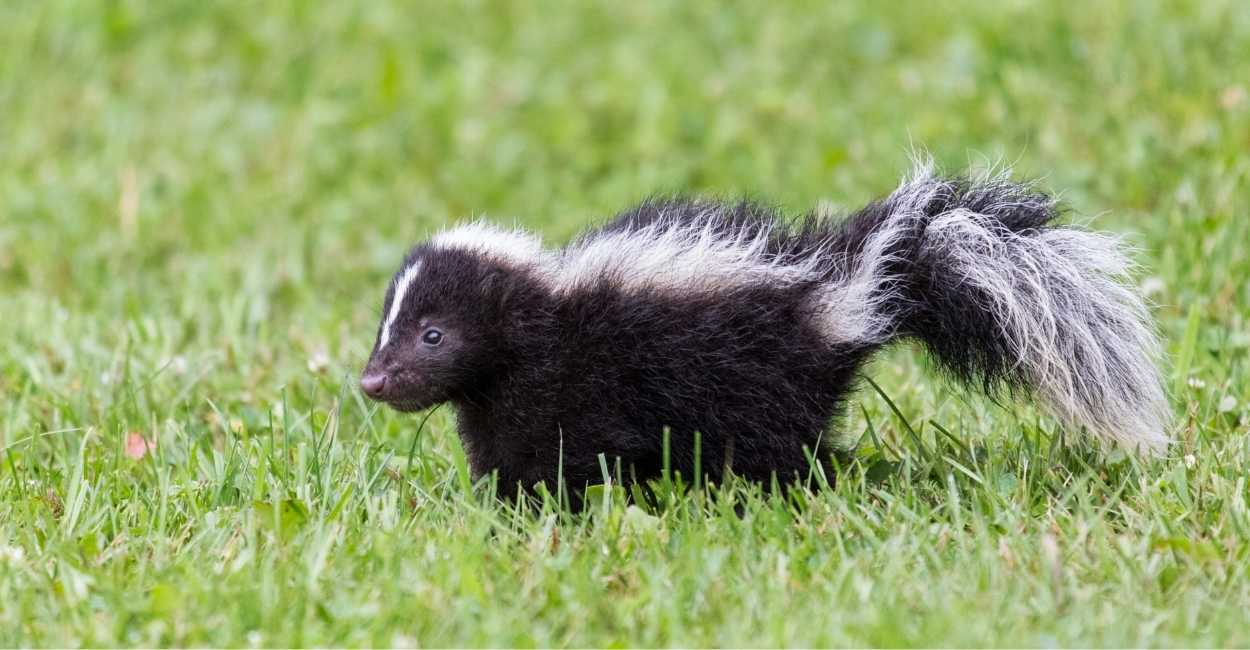 Dream About of A Skunk - Does It Carry Good or Bad Connotation?