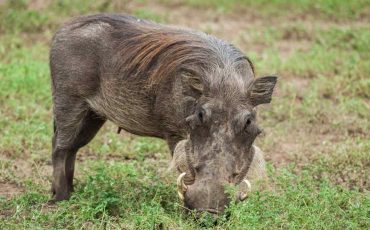 Warthog in Dream – You Need to Be Cautious Around Your Friend Circle!