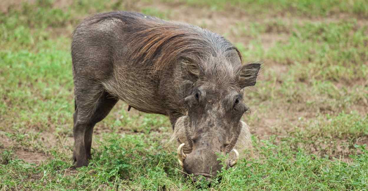 Warthog in Dream – You Need to Be Cautious Around Your Friend Circle!
