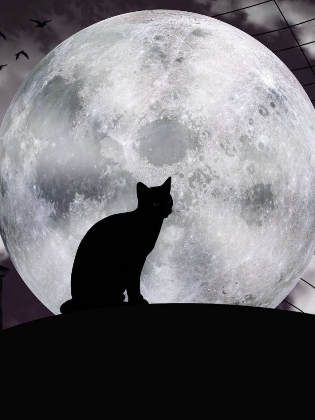 What Does a Black Cat in Dreams Symbolize