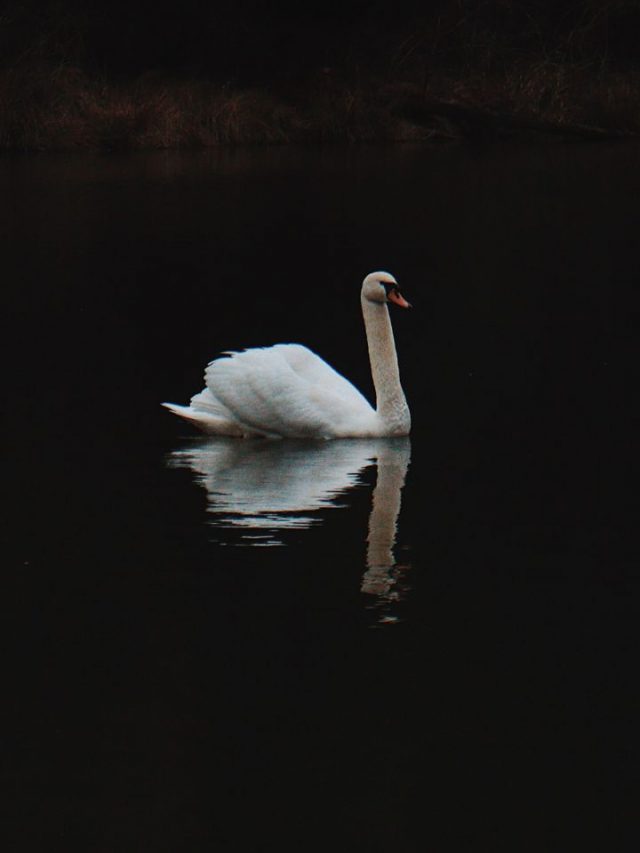 What Does Dreaming of a Swan Signify?