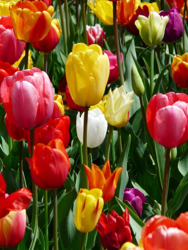 Dream of Tulips – What’s Blooming?