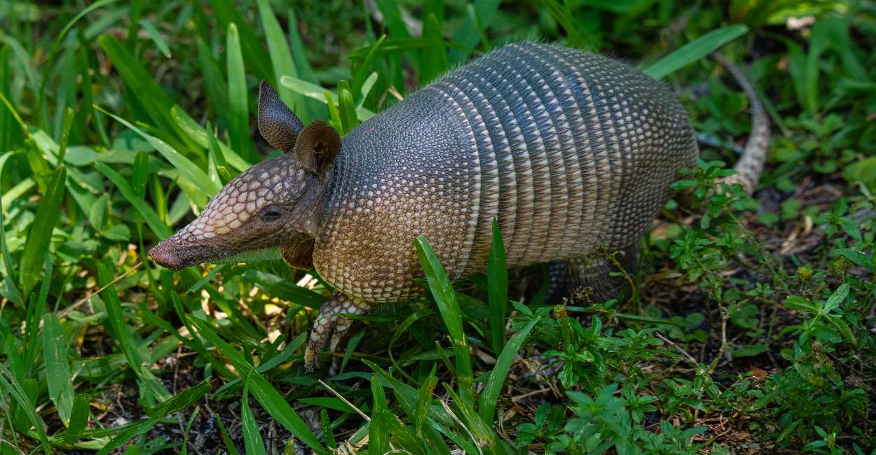 Dream About Armadillo - Be The Dictator Of Your Life!