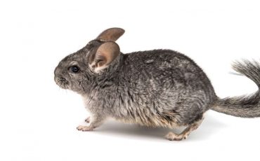 Chinchilla Dream Meaning - Are Your Dreams Going to Come True?