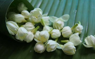 Dream Of Jasmine Flowers – Your Wishes Are Going To Become Reality!