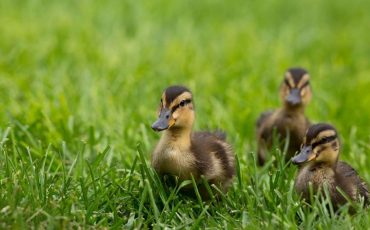 Dream about Baby Ducks – It Signifies Enjoyment!