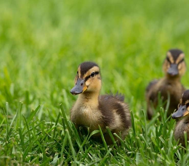 Dream about Baby Ducks – 15 Types and Interpretations