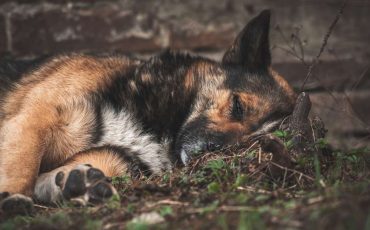 Dream of Dog Dying – You Are Caught In The Vicious Circle of Loneliness