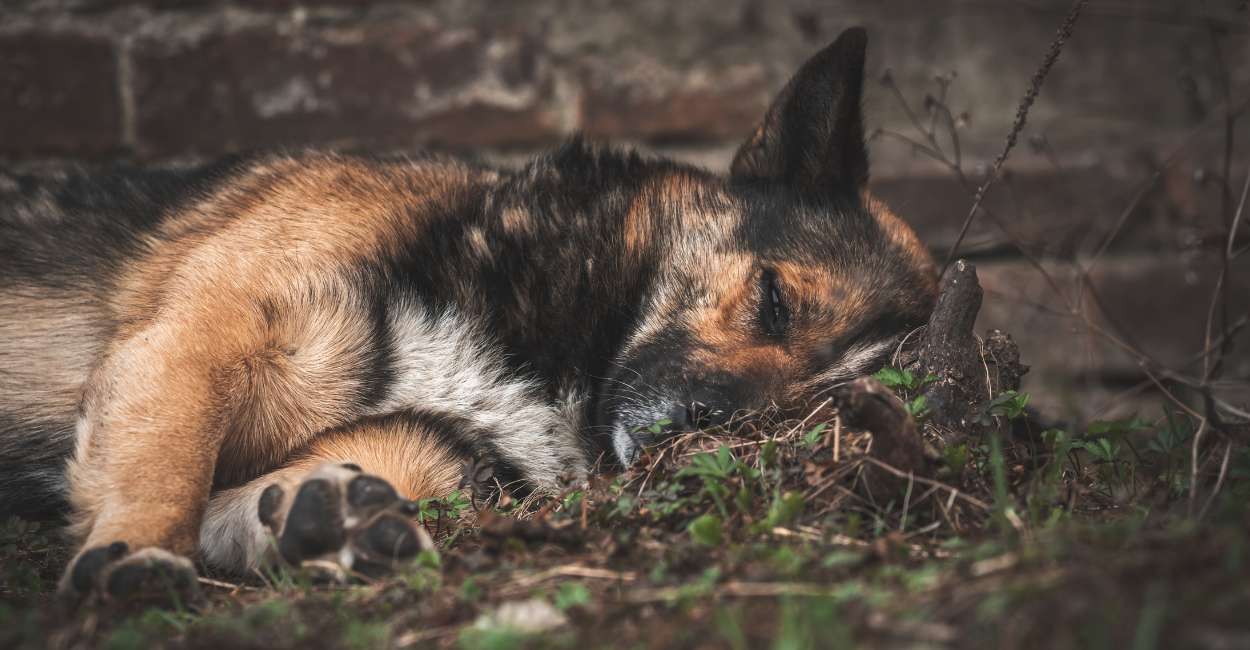 Dream of Dog Dying – You Are Caught In The Vicious Circle of Loneliness