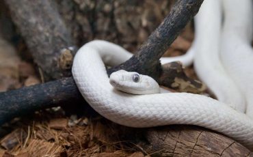 Dream of A White Snake – Beware Of Deceptive Company