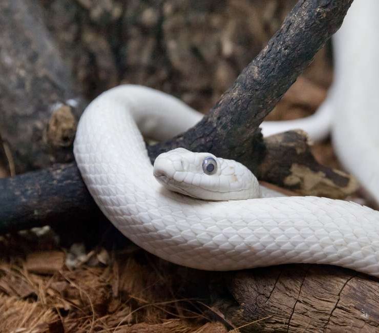 Dream of a White Snake – 30 Types & Their Interpretations