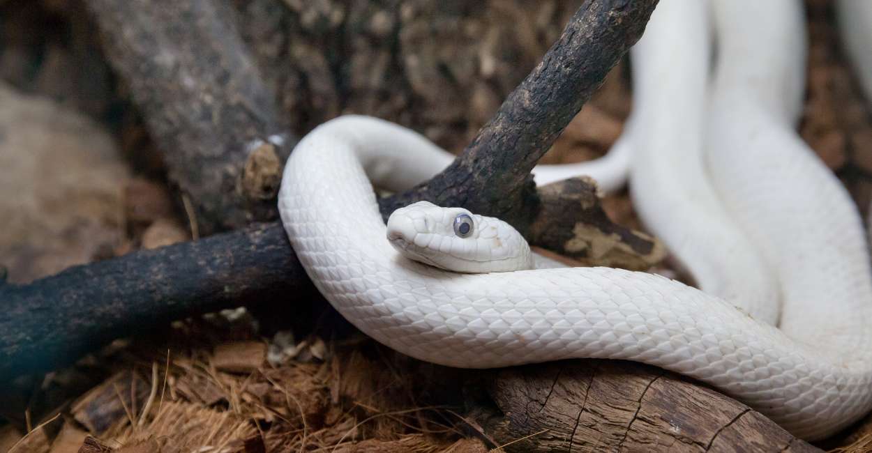 Dream of A White Snake – Beware Of Deceptive Company