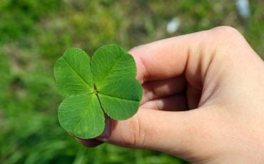 Dreaming of A Four Leaf Clover - Are You Striving for a Life of Abundance and Good Fortune?