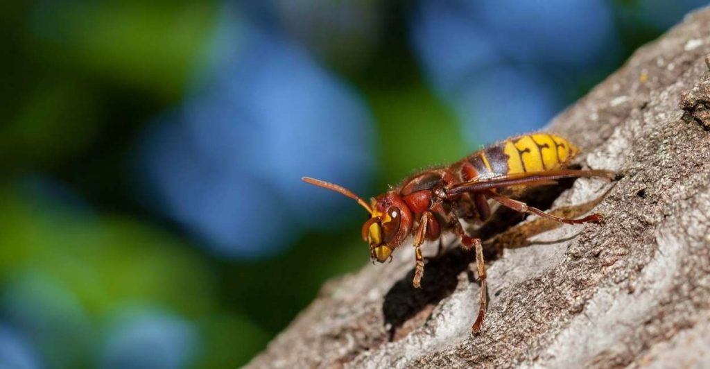 Dreaming of Hornets - Does It Denote Destructive Forces?