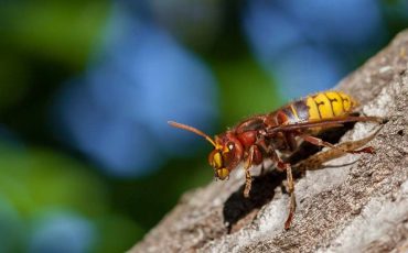 Dreaming of Hornets - Does It Denote Destructive Forces?