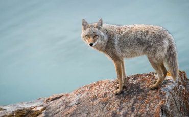 Dreams About Coyotes – Someone Is Deceiving You