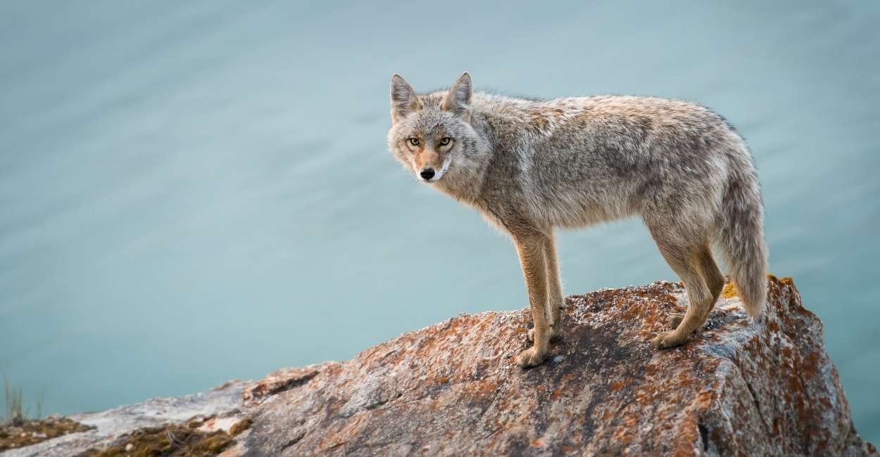 Dreams About Coyotes – Someone Is Deceiving You