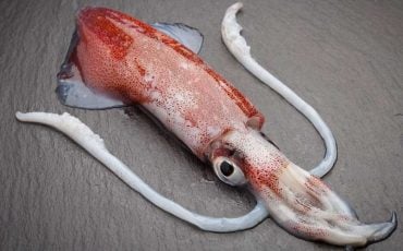 Dreams About Squid – Are You Feeling Threatened In Real Life?
