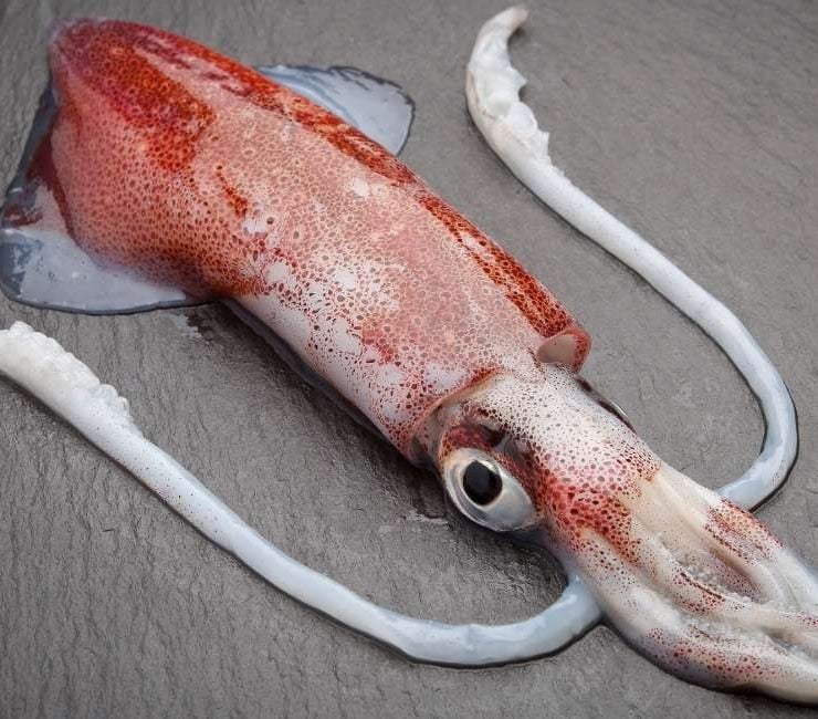 Dreams About Squid 48 Plots & Their Meanings