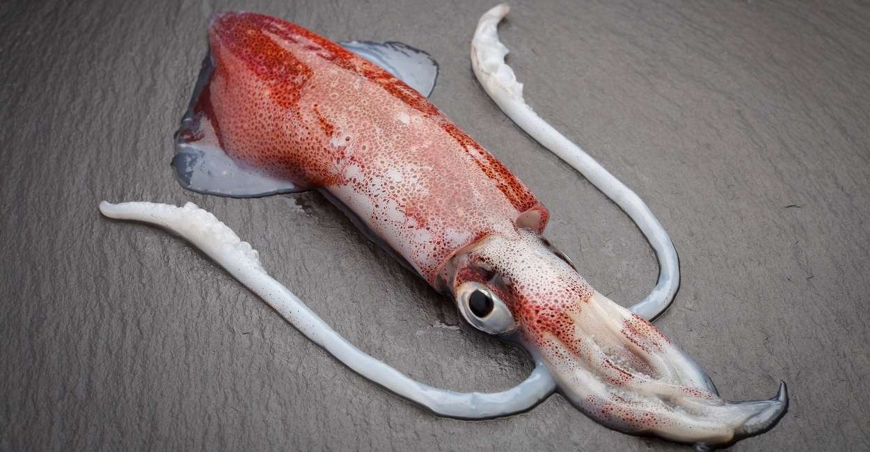 Dreams About Squid 48 Plots & Their Meanings