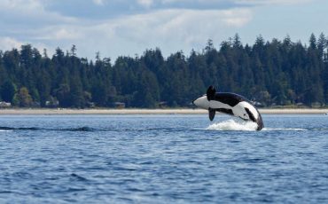 Dreams about Orcas – Beware of the Fake People in Your Life!