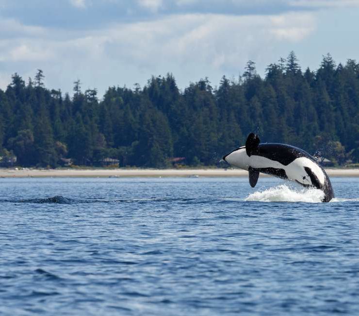 Dreams about Orcas – 25 Types & their Interpretations