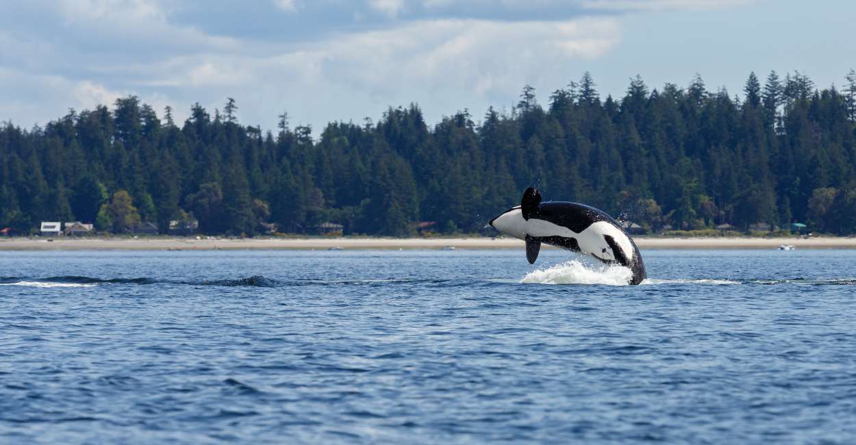 Dreams about Orcas – Beware of the Fake People in Your Life!