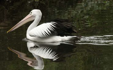 Pelican Dream Meaning - Are Good Times Finally Setting In Life?