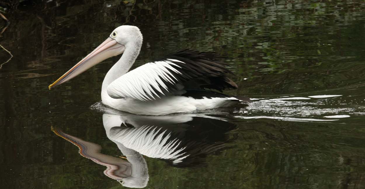 Pelican Dream Meaning - Are Good Times Finally Setting In Life?