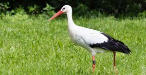 Stork Dream Meaning 60 Dream Types With Meanings