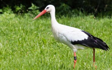Stork Dream Meaning - Success Is Knocking At Your Door!