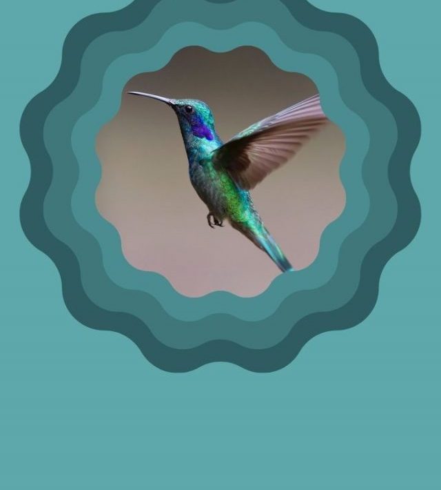 What Does Hummingbird in Dream Means