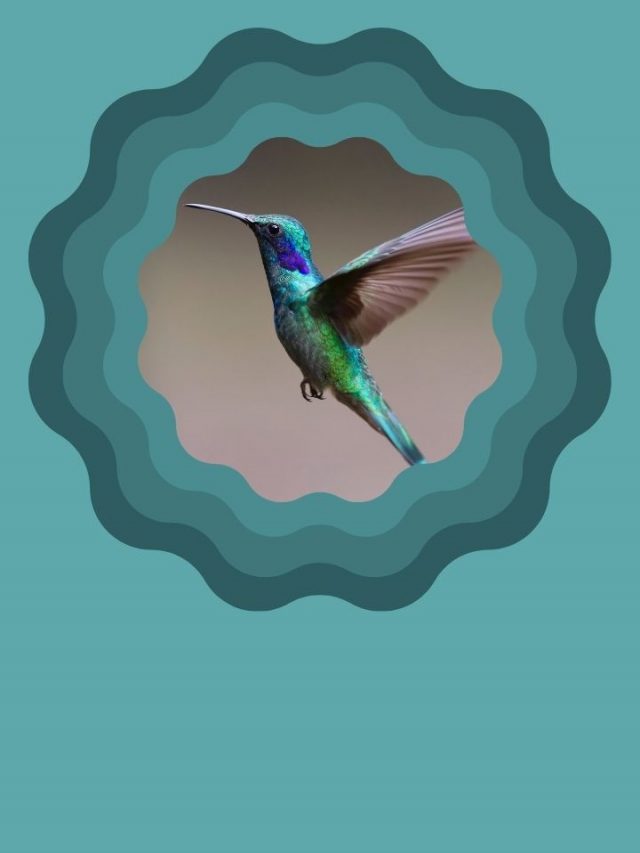 What Does Hummingbird in Dream Means