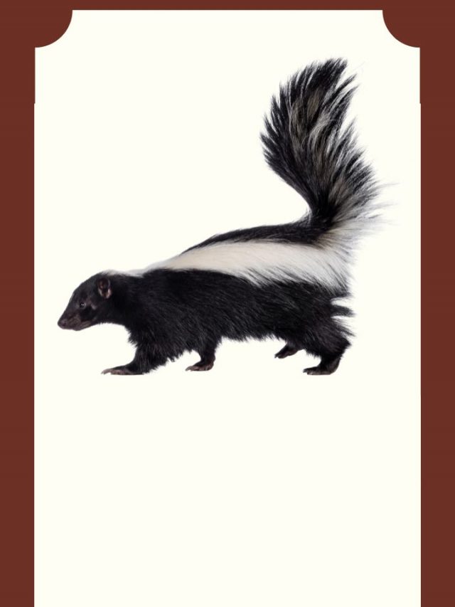 What Does Dream About A Skunk Signify