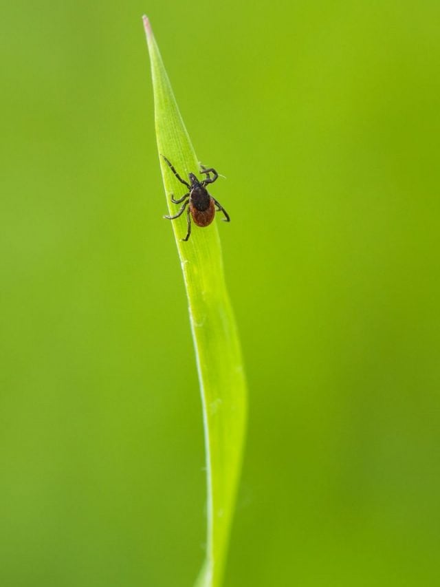 What It Means To Dream About Ticks